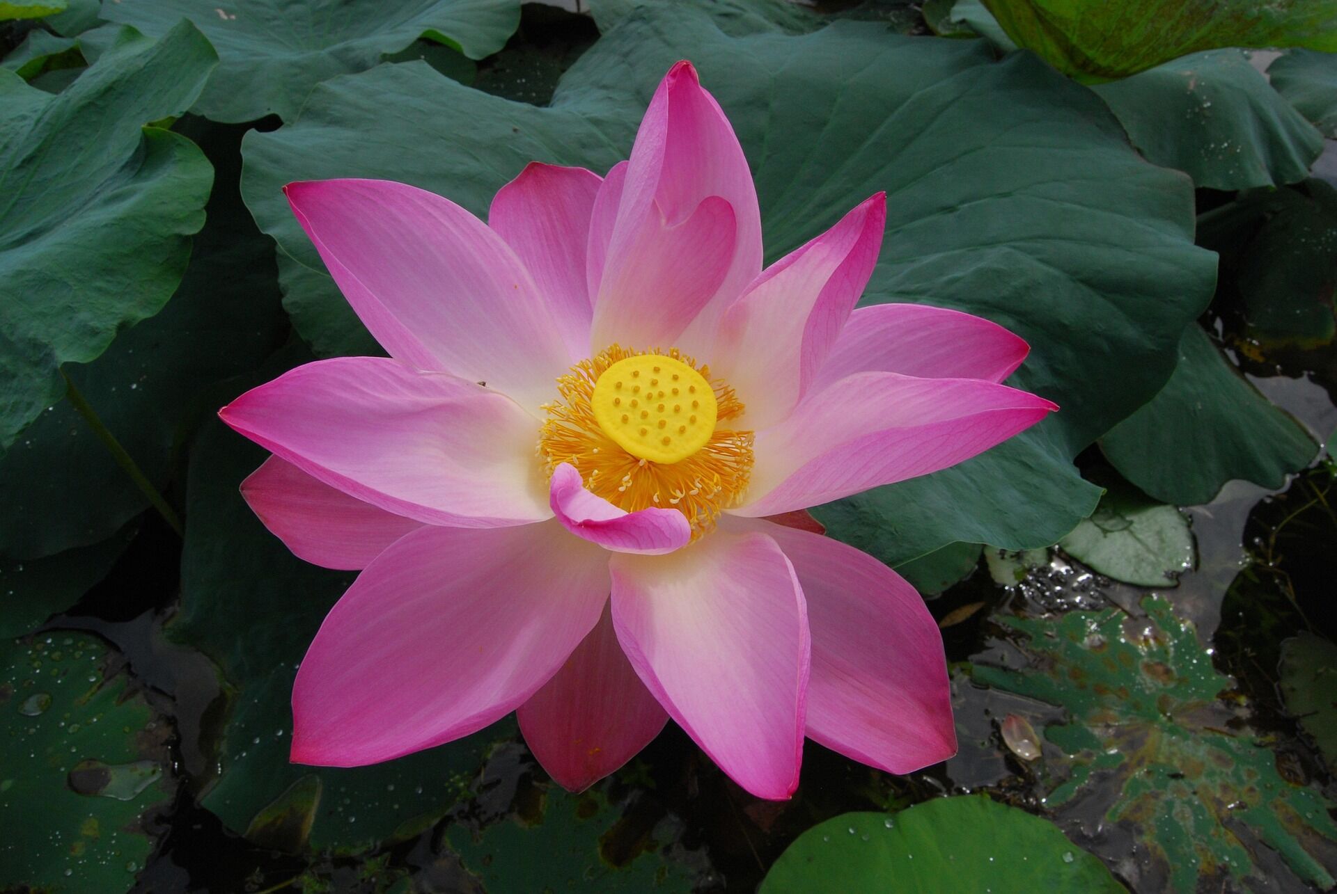 Lotus Symbol of Dong Thap